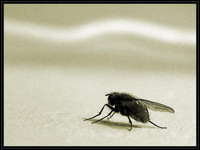 The fly which couldn't fly...