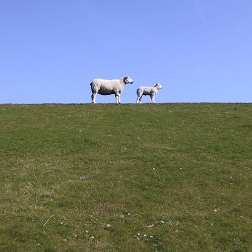 Dutch sheeps!