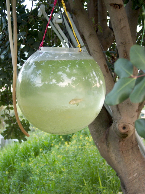 Hanging fish bowl