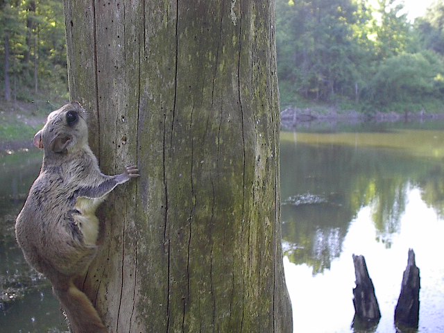 Southern Flying Squirrel