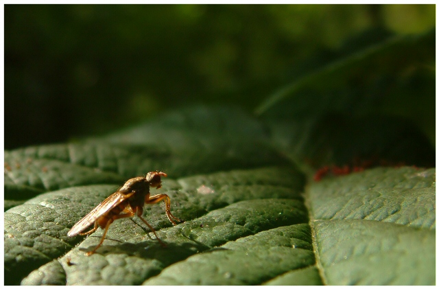 Bug on leaf