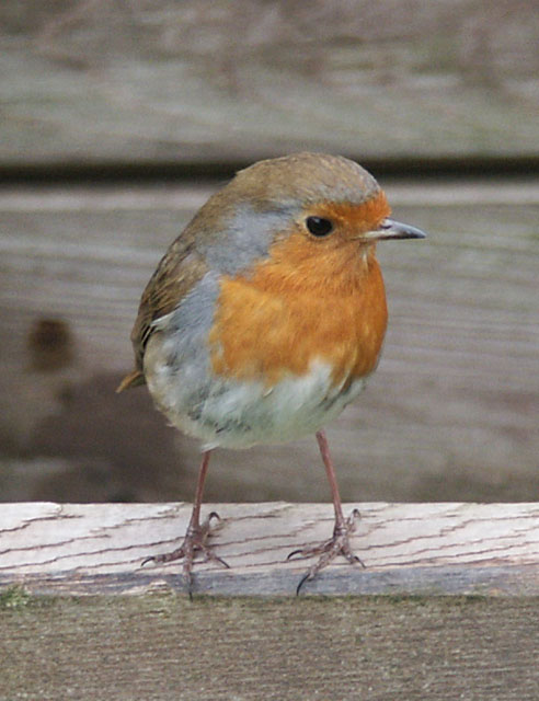 Robin