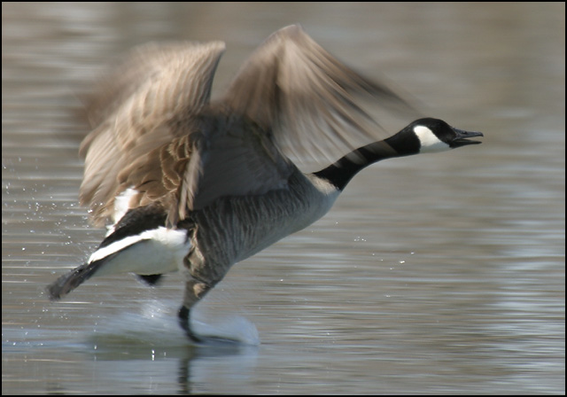 Goose Chase