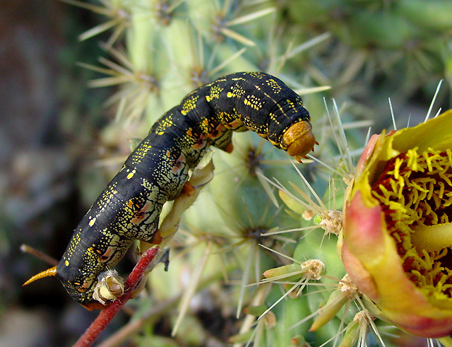 Hyles lineata (white line sphinx moth)