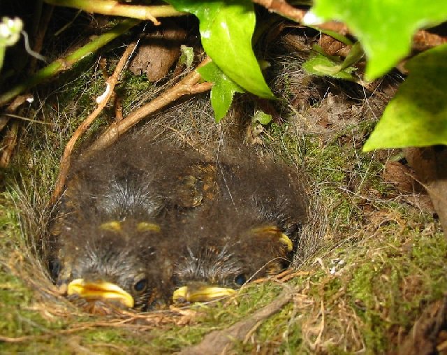 Baby Robins