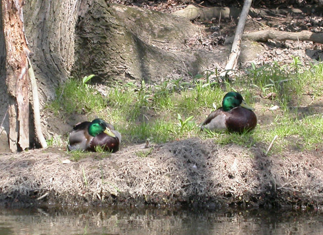 Bachelors At Rest