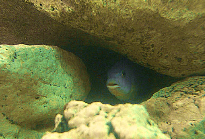 Underwater Tropical Hideaway