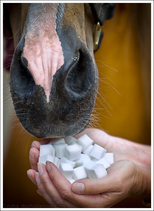 Peace Offering