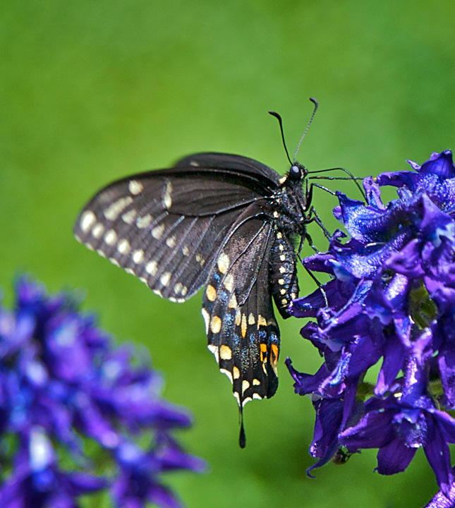 Ambrosia nectar