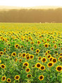 Sweltering Summer Sunflowers