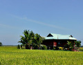 lawn