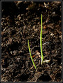 In the beginning...