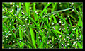 Early Morning Lawn