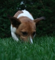 Little lawn mower