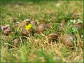 The unkempt snail cemetery