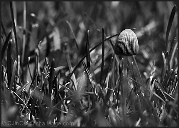 There's Fungus Among Us