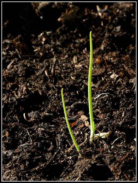 In the beginning...