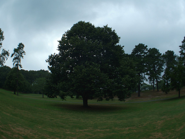 Golf course tree Fish Eye