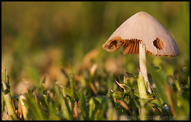 Shroom & Grass