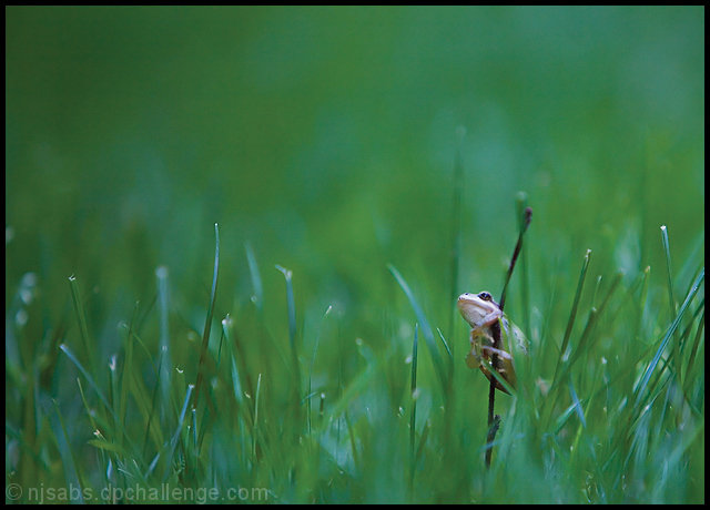 Lingering in the Lawn