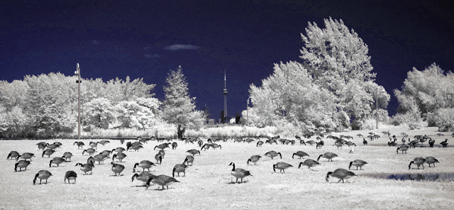 eco lawn mowers