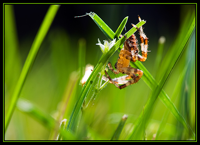 Creepy Crawly Things That Live in Your Lawn