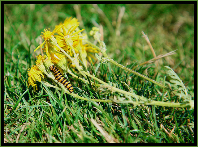 Things in the Lawn