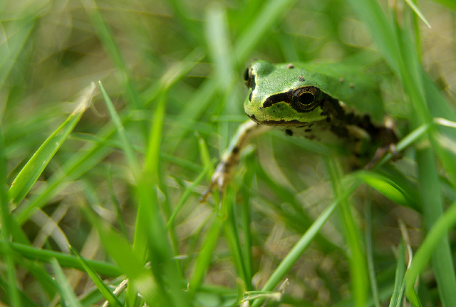 A Little Visitor