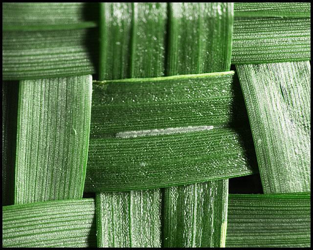 Woven Blades of My Lawn