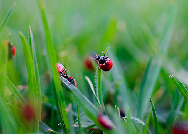 Ladies of the lawn.