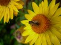 Bee on A Flower