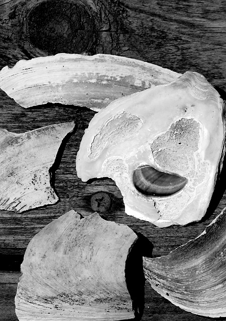 Shell Life