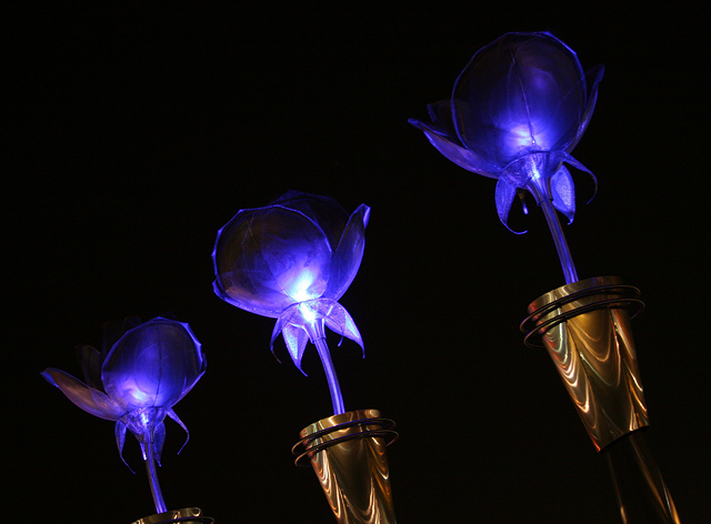 Roses in the Night