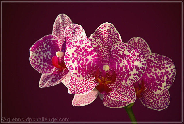 Orchid splendour