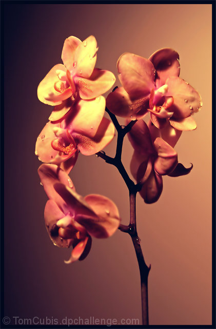 Orchid