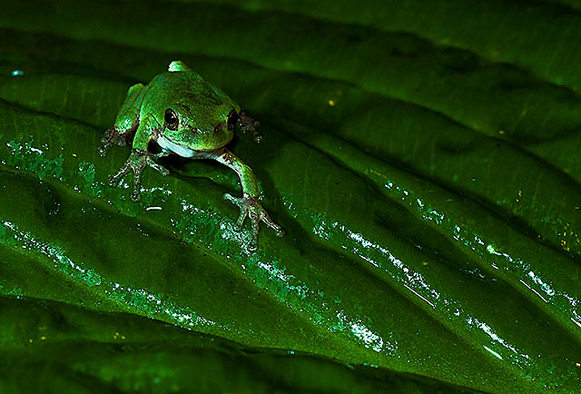 Frog in Green