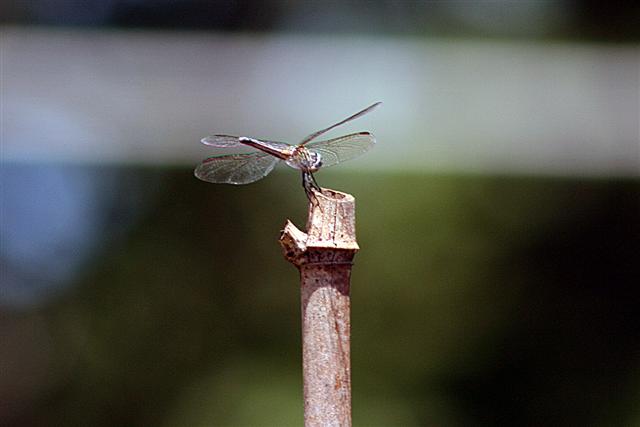 Dragon, on a stick