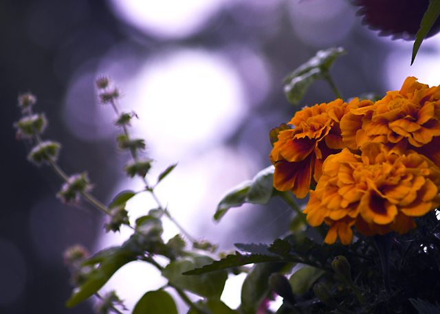 Flower on my Deck