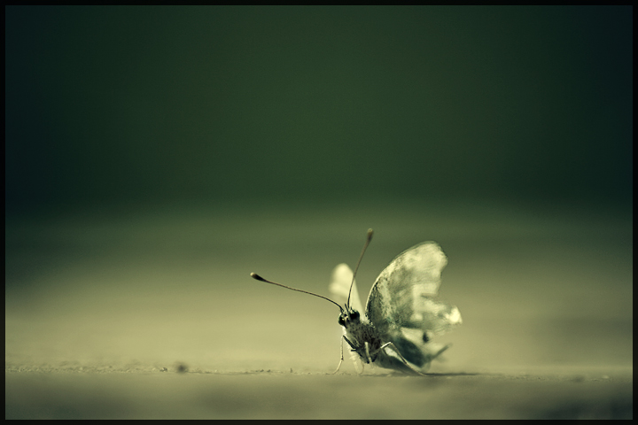 death of a gypsy moth...