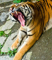 Morning Yawn
