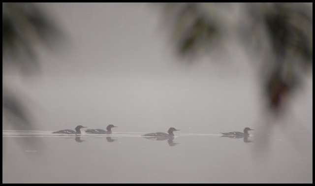 Mergansers in the Mist