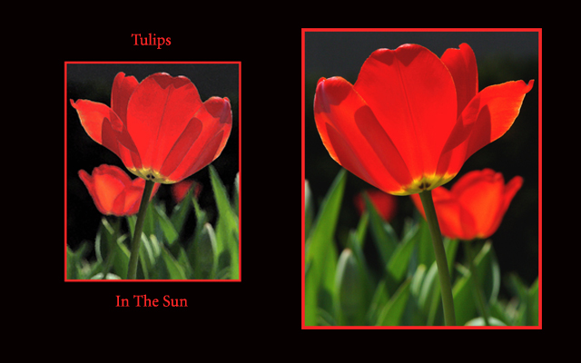 Tulips in the Sun