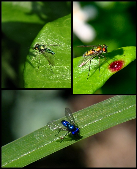 Know your beneficial insects:  Flies in Green, Gold and Blue