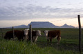 Table Mountain Sunset