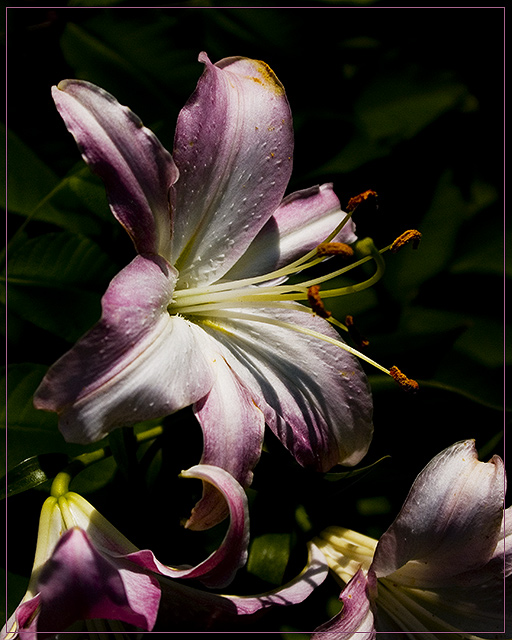 Amethyst Lily in the Setting Sun...