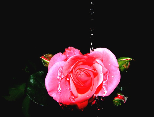 Watering the Roses