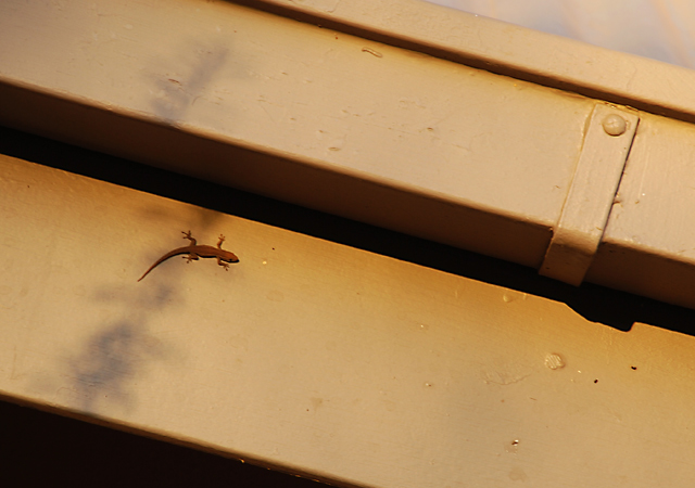 lizard catching last sun of the day