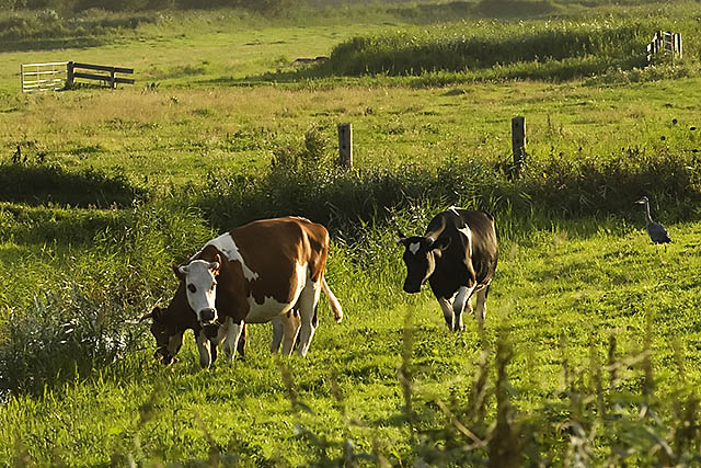 Cows (and heron) in the evening sun