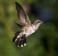 hummingbird