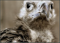 European Black Vulture